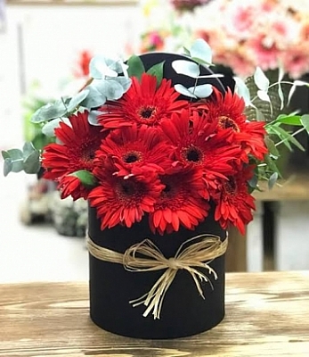 Kutuda Krmz Gerbera